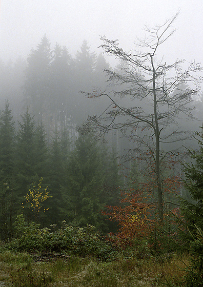 Foggy - smaller format