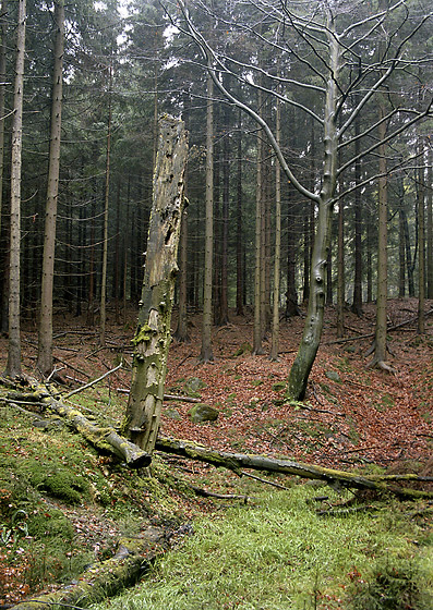 Torso - smaller format