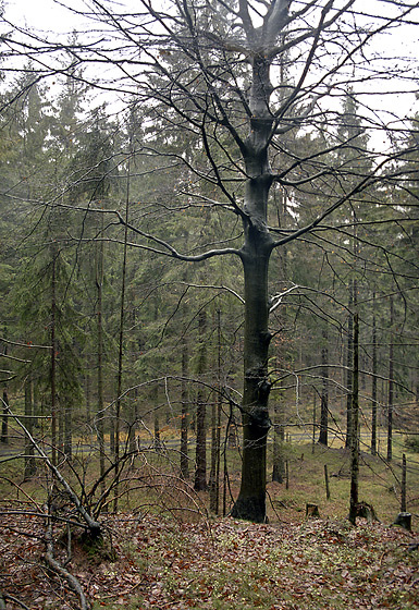 Soaked beech - smaller format