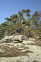 On rocky top - main link