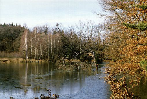 "Kochnovice" ponds - smaller format