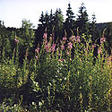 Willowherbs - main link