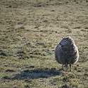 Rann spolenost - hlavn odkaz