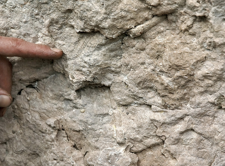 Ichnofossils - larger format