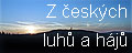 http://www.etf.cuni.cz/~moravec/fotky/ - Pár fotografií (nejen) z českých luhů a hájů