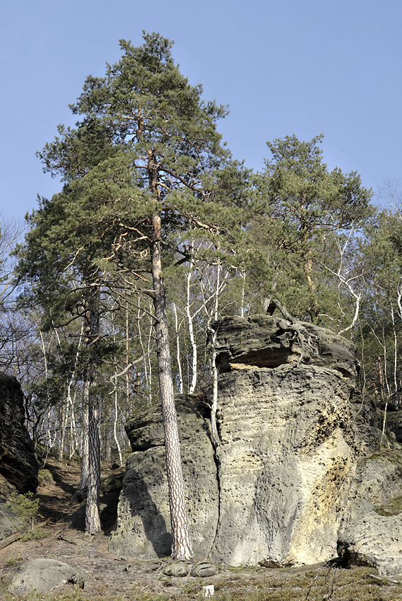 Near the castle - larger format