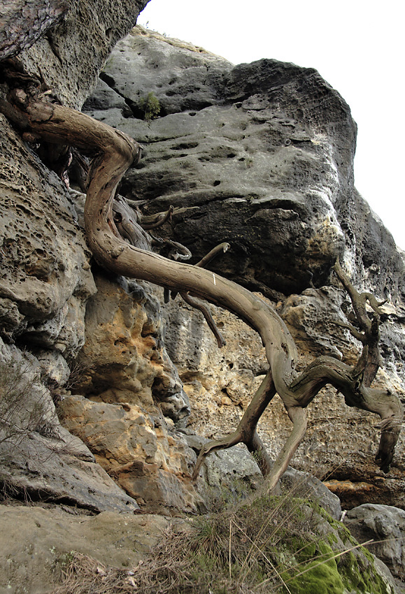 On the "Petrified Castle" - larger format