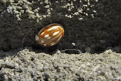 Coccinellida - smaller format