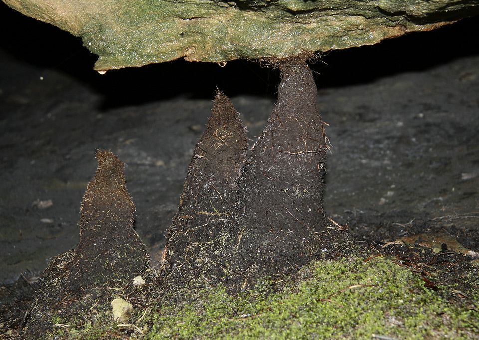 Root stalagmites - larger format