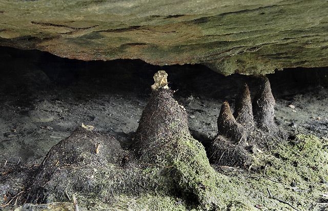 Root stalagmites - smaller format