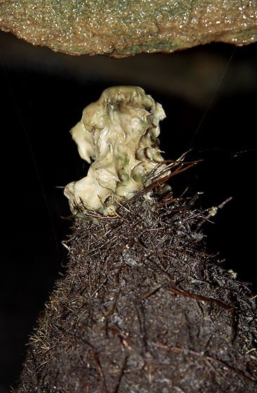 Root stalagmite - smaller format
