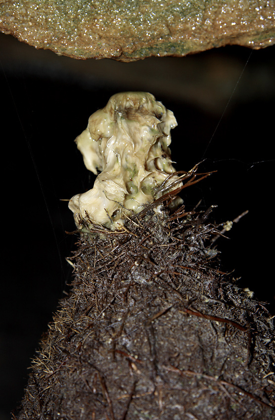 Root stalagmite - larger format