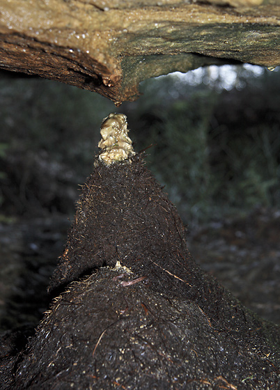 Root stalagmites - smaller format