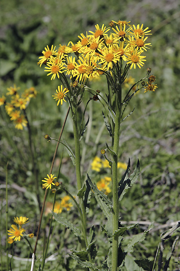 Tephroseris crispa - smaller format