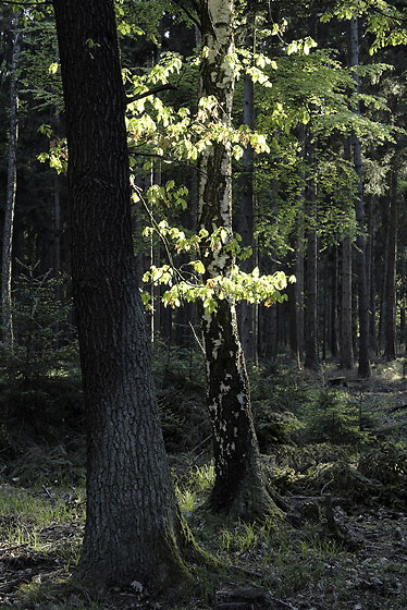 Oak illuminated - smaller format