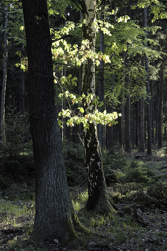 Oak illuminated - larger format