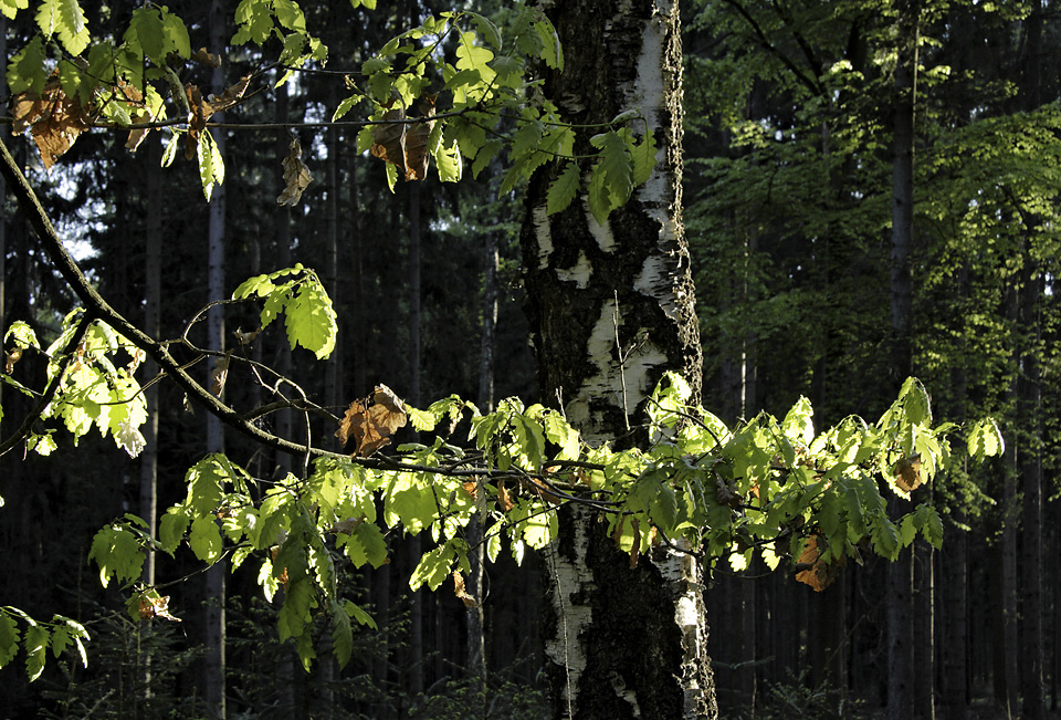 In woods - larger format