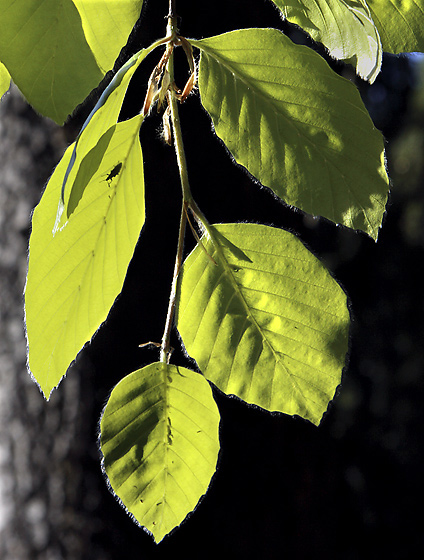 Beech leaves - smaller format