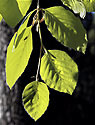 Beech leaves - main link