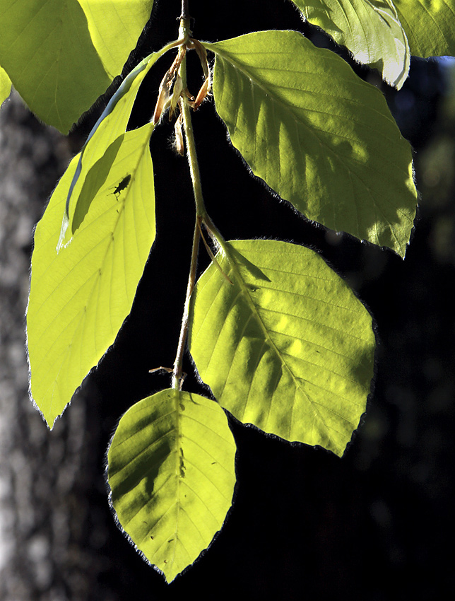 Beech leaves - larger format