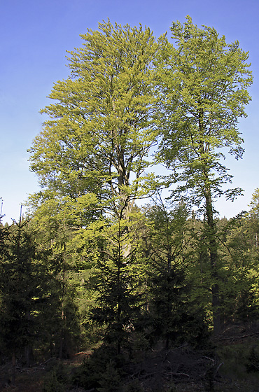 Beeches - smaller format