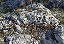 Stonecrop - main link