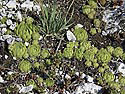 Houseleek - main link