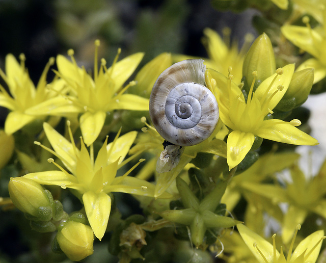 Snail - smaller format
