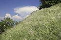 Stipa grass - main link