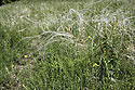 Stipa grass - main link