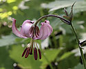 Martagon lily - main link