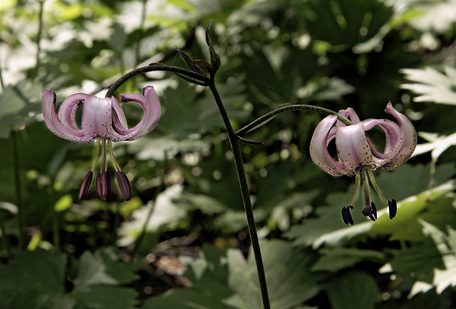 Martagon lily - smaller format