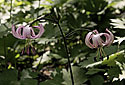 Martagon lily - main link