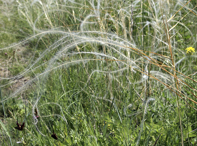 Stipa grass - smaller format