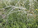 Stipa grass - main link
