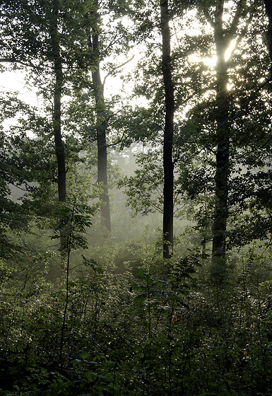 After rain - smaller format