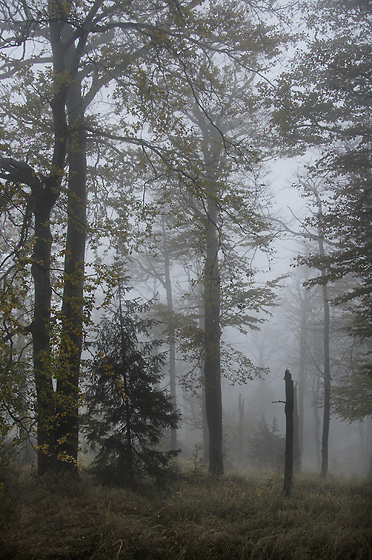 Foggy morning - smaller format