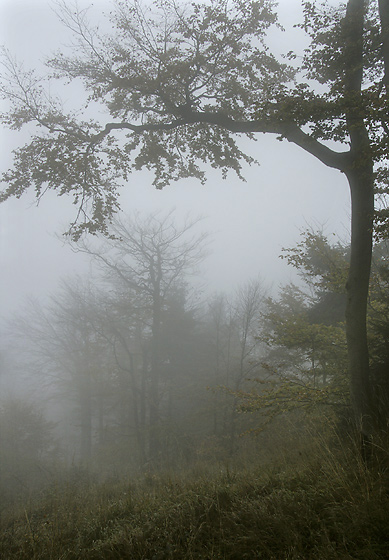 Foggy morning - smaller format