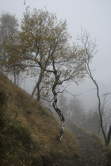 Foggy morning - smaller format