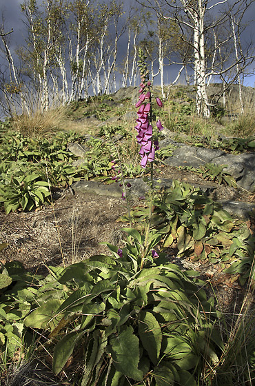 Foxglove - smaller format