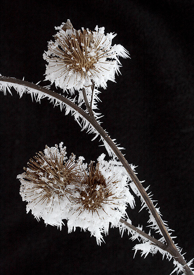 Hoarfrost - smaller format