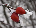 Hoarfrost - main link