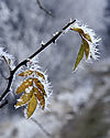 Hoarfrost - main link