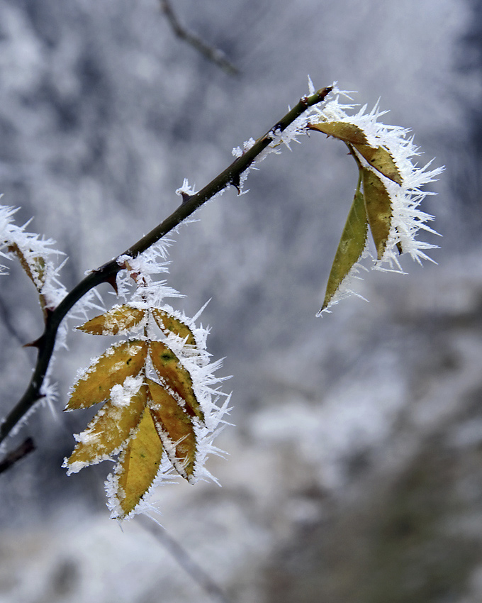 Hoarfrost - larger format