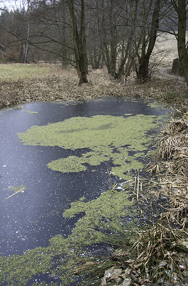 Puddle - smaller format