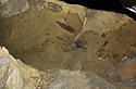 Zkamenl devo - hlavn odkaz