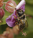 Včela - hlavní odkaz