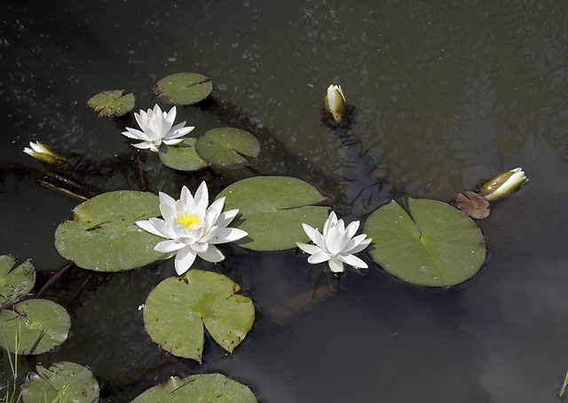 Water lily - smaller format