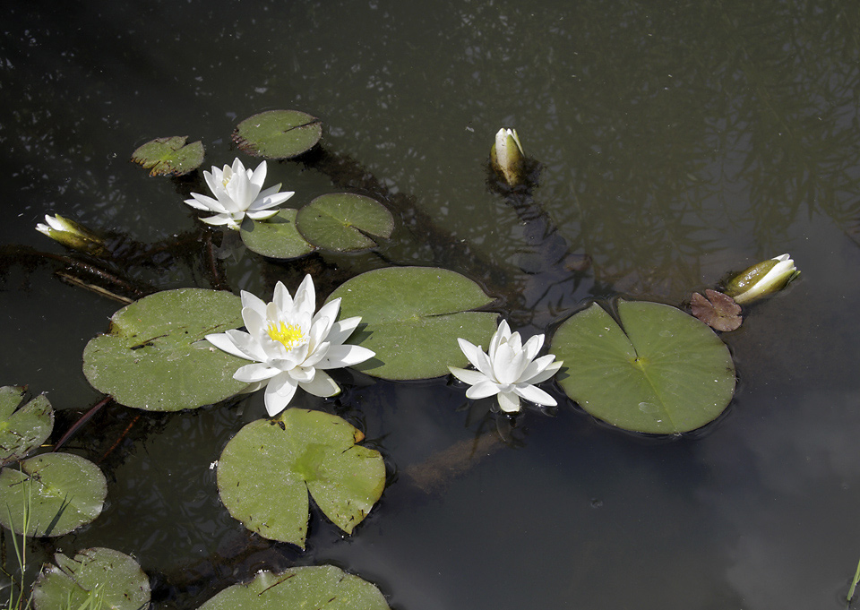 Water lily - larger format