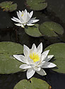 Water lily - main link